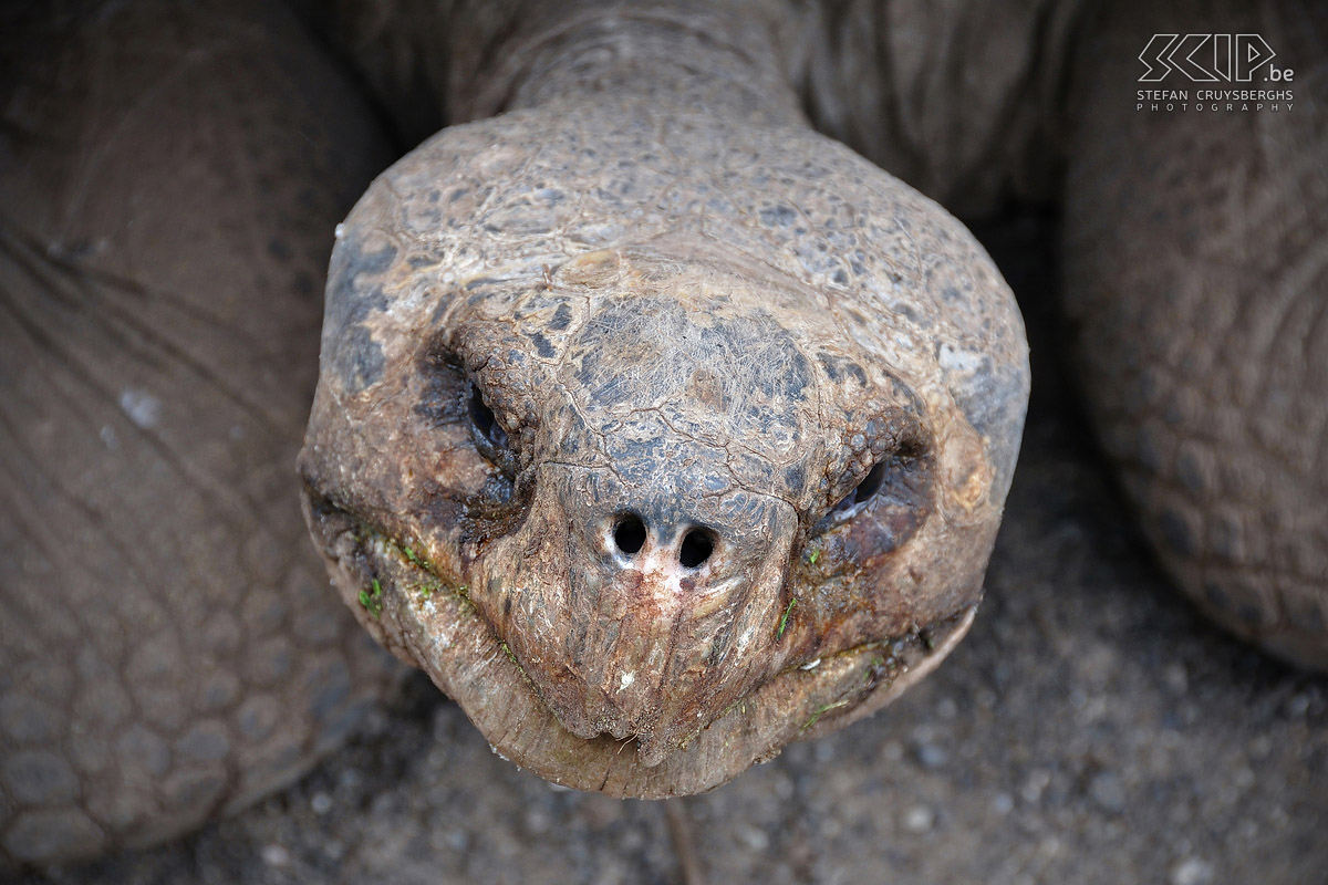Galapagos - Isabela - Schildpad De Galapagos zijn beroemd om de grote landschildpadden die je op bijna elk groot eiland kan aantreffen. Stefan Cruysberghs